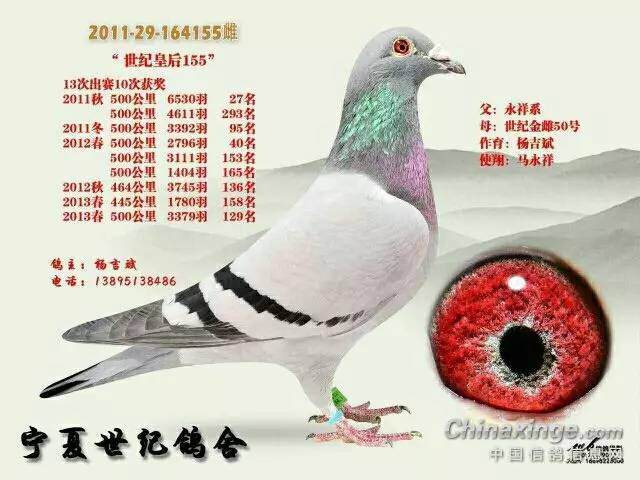 牛不啦鸽子最新视频，小巷深处的特色小店探秘之旅