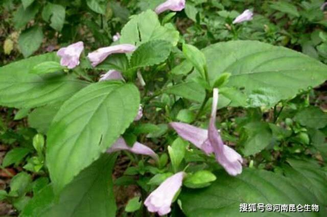 加工与利用